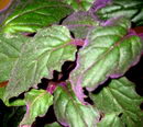 Gynura Sarmentosa